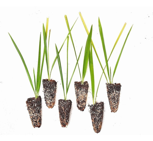 Pack De 6 Palmeras Phoenix Canariensis