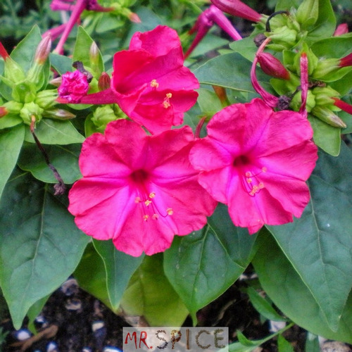 Flor Maravilha Boa Noite Mirabilis Jalapa Ideal Para Vasos