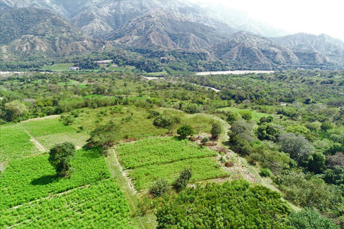 Imagen 19 de 30 de Finca Agrícola Santa Fe De Antioquia, Vereda El Tunal - Se Vende