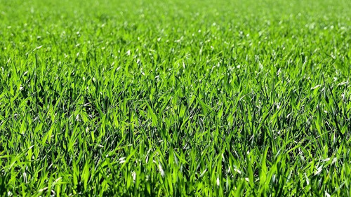 Semillas Césped 5 Kg Siempre Verde 4 Estaciones Premium