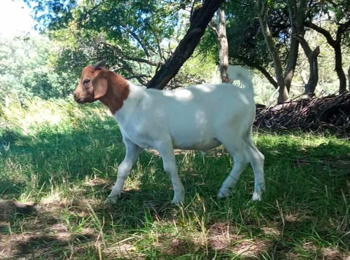 Cabros Chivos Boer Puros