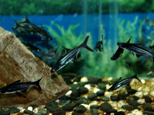 Pez Tiburón Pangasius Enano