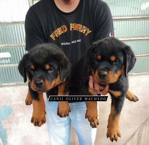 Filhotes De Rottweiler (canil Oliver Machado)