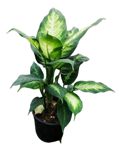 3 Plantas De Interior Dieffenbachia Mariana