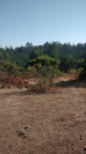 Terreno En Venta - Predio Las Pitras, Nacimiento, Bio Bio