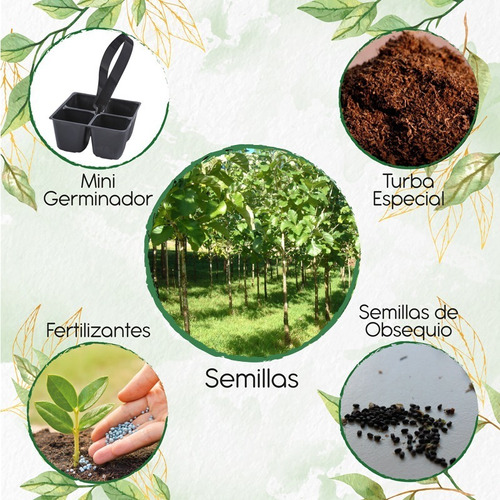 3 Semillas De Árbol Teca Mejorada + Mini Kit De Germinación