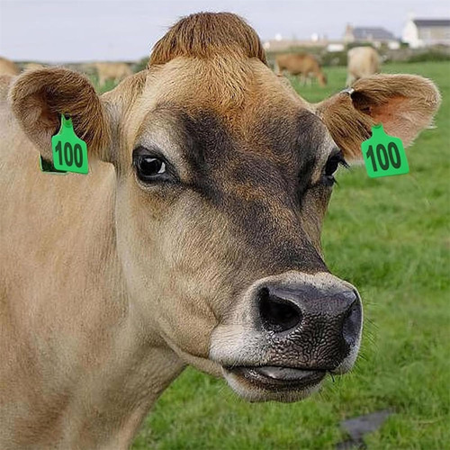 001-100 Aretes Para Cerdo Ganado Numeros Láser Con Pinza