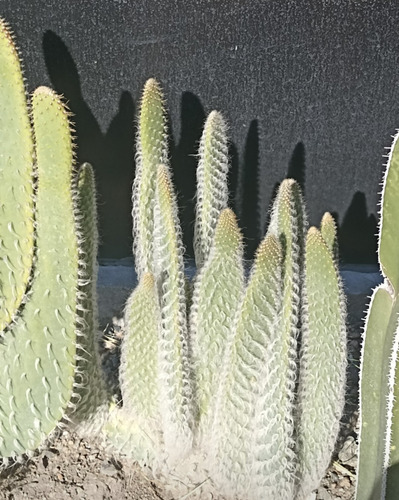 Opuntia Senilis, Nopal Viejito, Nv