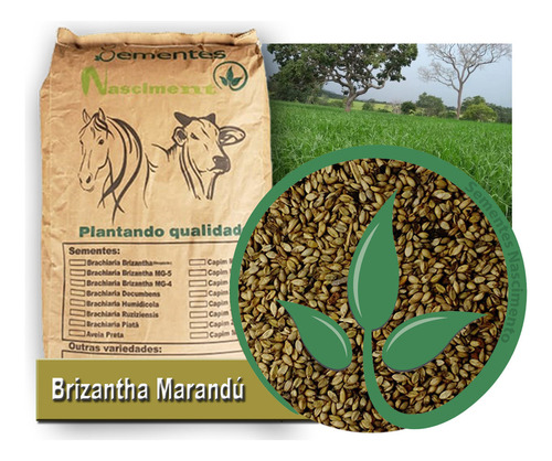 Sementes Brachiaria 20kg Braquiarão Brizantha Marandu C/