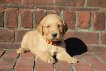 Comprar Golden Retriever Maxima Pureza - Pinamar Golden Retriever