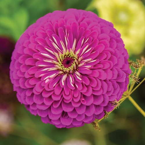 Sementes De Zinnia Violeta Purple Prince Flor Jardim E Vasos