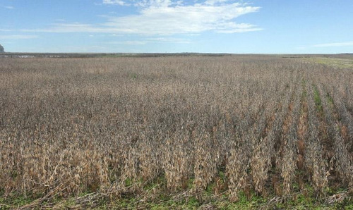 Imagen 4 de 6 de En Venta 62ha, Campo Mixto, Agro-ganadero En Bermúdez (bs As).