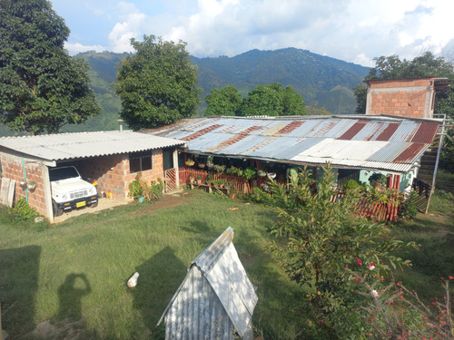 Finca Cafetera