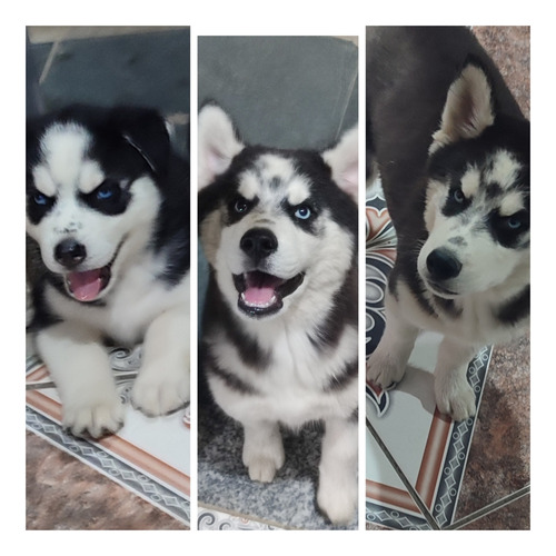 Vendas, Filhote De Husky Siberiano Fêmea.