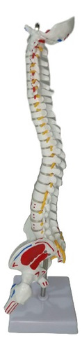 Maqueta De La Columna Vertebral