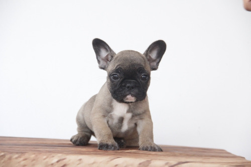 Bulldog Francés Macho