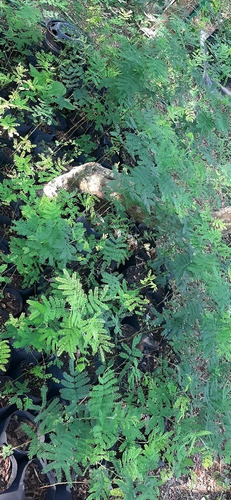 Acacia Negra
