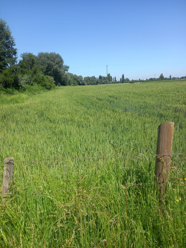Terreno Agrícola 25.000 M2 Con Riego - Quillaimo - Parral
