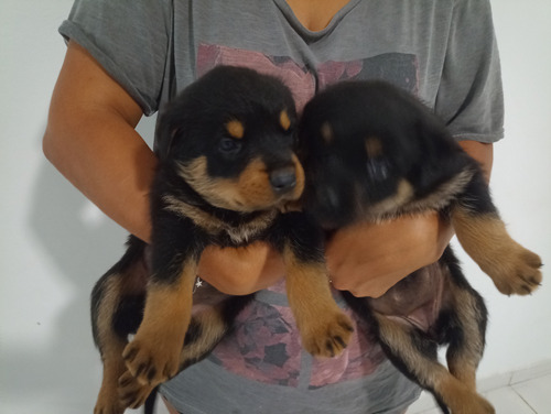 Rottweiler Cachorros Kfc R1 Exelencia 