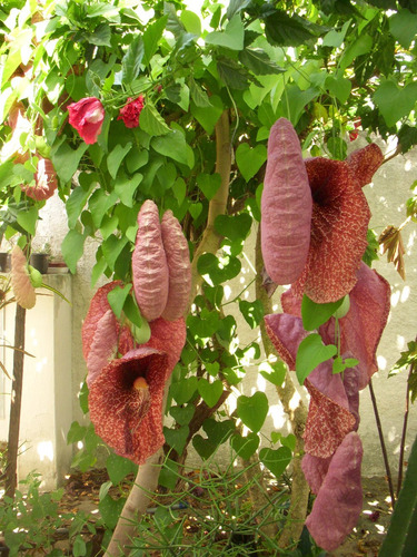 Imagem 4 de 4 de 12 Sementes De Papo-de-peru Aristolochia Gigantea Flor