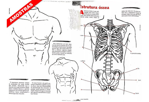 Guia Curso De Desenho Anatomia Masculina E Crianças