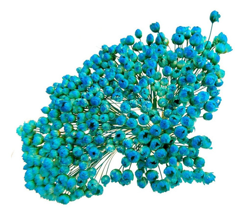 Flores Desidratadas - 3 Sempre Vivas Azul Tiffany | MercadoLivre