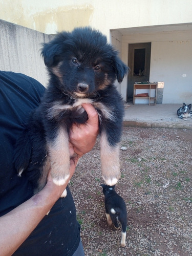 Imagem 5 de 5 de Border Collie