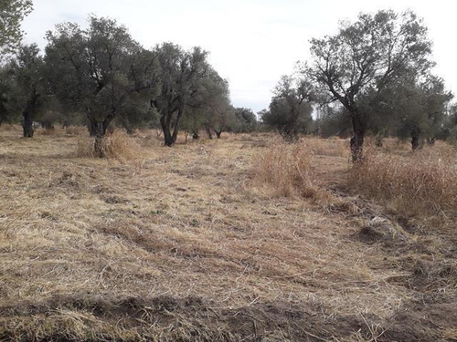 Imagen 8 de 16 de Campo En San Pedro Traslasierras. 4 Has Casa Y Galpon