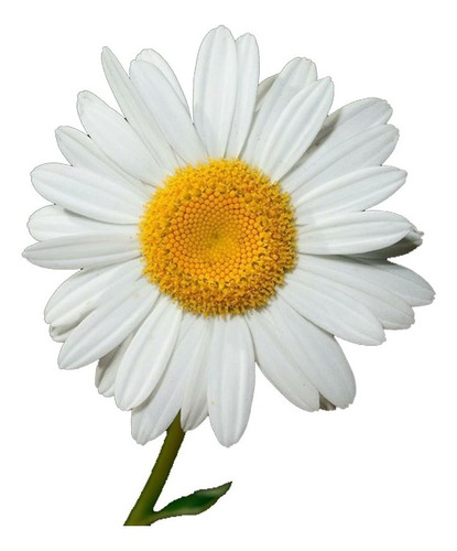 Sobre Semillas Flores As Margarita Flor Grande Blanca