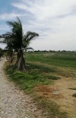 Se Rentan 120 Hectáreas En San Miguel Allende