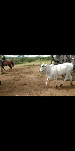 Imagem 3 de 4 de Garrotes A Venda