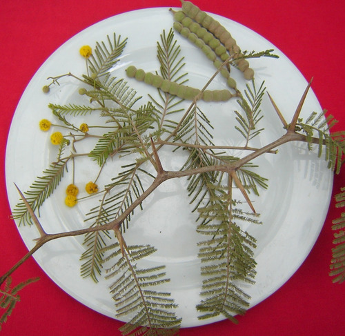 120 Semillas De Acacia Aroma , Tusca (envío Gratis)