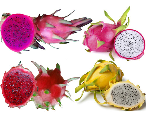 Esquejes Pitahaya 25p-fiusha 25p-blanca 25p-roja 25 Amarilla