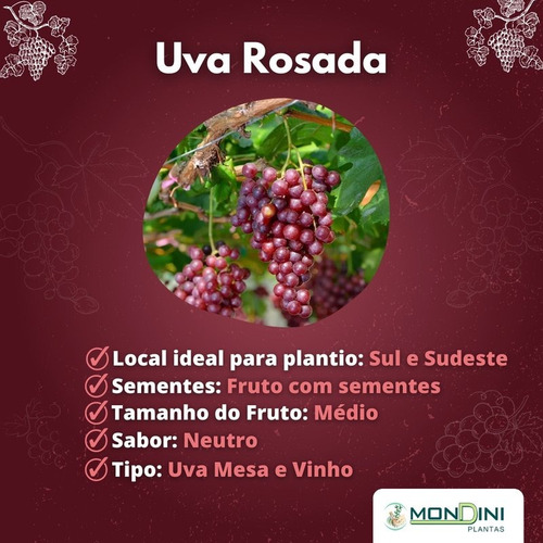 Uva Parra Grande Moscatel Rosa Blanca Francesa Isabel Negra Verde