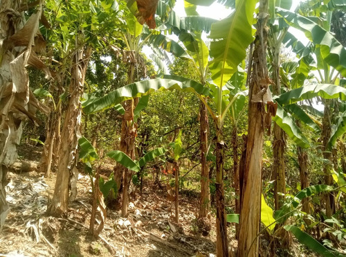 Se Vende Finca En Puerto Plata