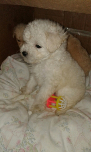 Caniche Mini Toy Blanca Como Copo De Nieve