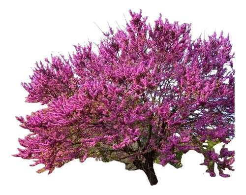 Árbol Del Amor, Árbol De Judas, Cercis Siliquastrum 10lts