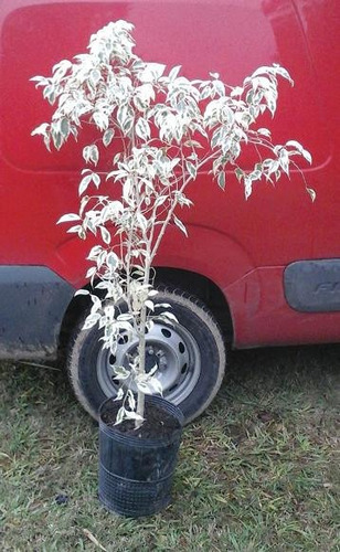 Ficus Starlight - Ficus Blanco - Cañuelas