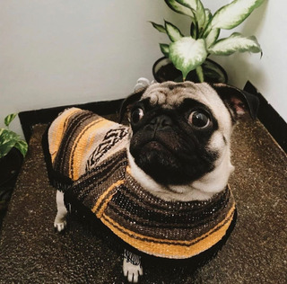 Ropa Pug Macho | MercadoLibre 📦