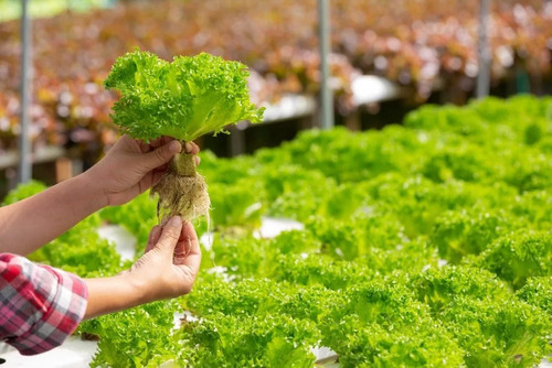 Sistema Hidropónico Tipo Artesanal-72 Plantas Kit Completo