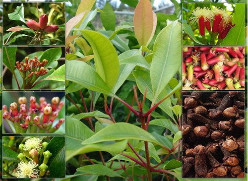 Planta De Clavo De Olor Syzygium Aromaticum Venta En Ecuador