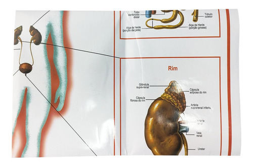 Mapa Sistema Urinário Banner Para Estudo Anatomia Humana