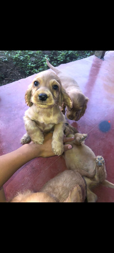 Cachorro Cocker Spaniel