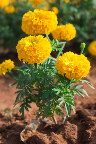 500 Semillas De Cempasuchil Amarillo Enano