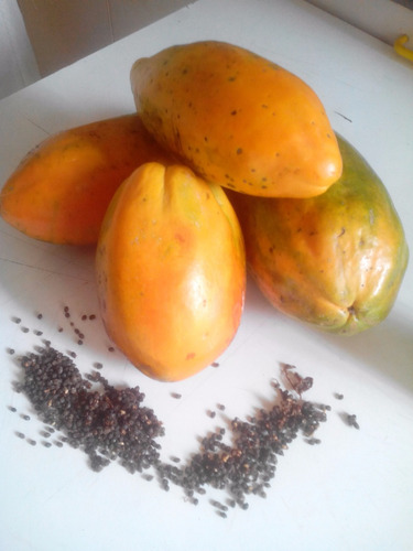 Semillas De Papaya Tropical 15 Unidades Seleccionadas 