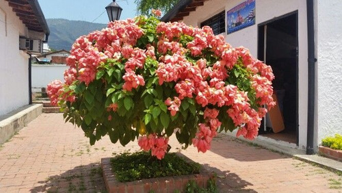 Mussaenda Erythrophylla 'rosea'