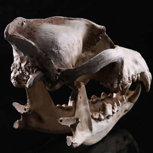 Esqueleto De Cabeza De Animal Artificial 6