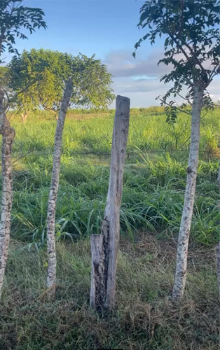 Finca En Los Llanos San Pedro De Macorís De 530 Tareas