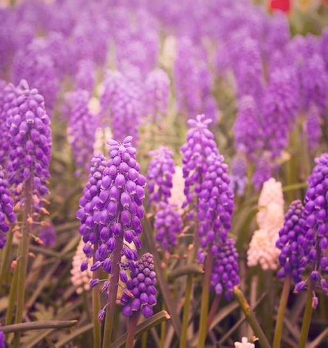 Sementes Flor Jacinto Uva, Muscari Spp Floração Mix Jardim | MercadoLivre