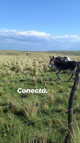Imagen 6 de 9 de Terreno En San Luis Con Domo Geodésico Trapiche Dique La Florida